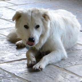 Our maremmano livestock guardian puppy