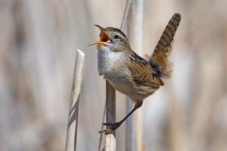 a marsh wren with its mouth open