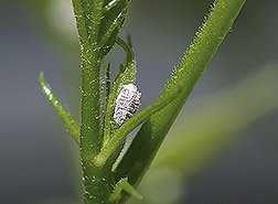 mealy bug public domain