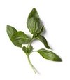 Basil