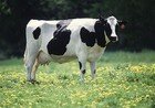 Milking cows thumbnail