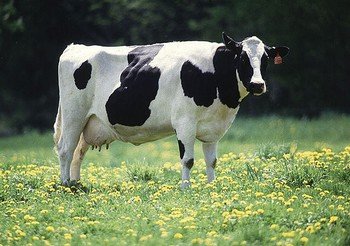 a Friesland milking cow in a pasture of yellow-flowered herbs and grass