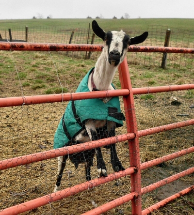 One of my milking goats