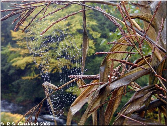A spider web in a corn field in Massachusetts