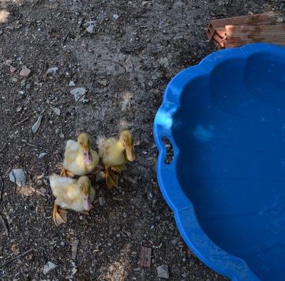 My 3 ducklings and their new pond.