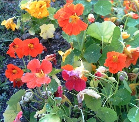 easy to grow nasturtiums in the flower bed