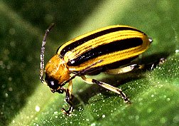 Striped Cucumber Beetle