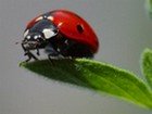 a ladybug sitting on a leaf
