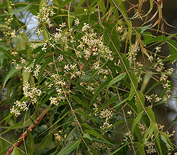neem leaves and flowers