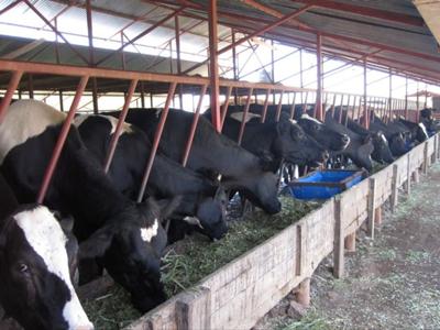 The Dairy Cows