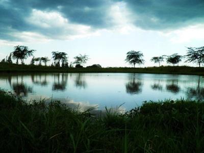 The Farm pond