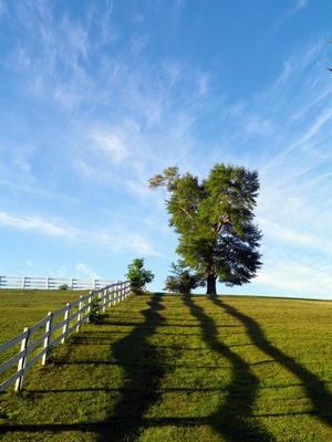 Witness Tree