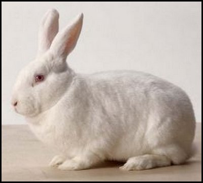 Raising Rabbits for Profit - All you need to Know about Feeding, Cages