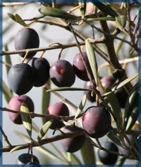 Picking Olives on a Branch