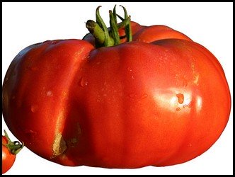 Beefsteak Tomato