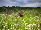 Organic gardening thumbnail