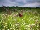 A meadow of herbs and a butterfly.