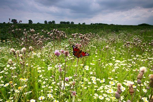 A meadow of wild flowers and a butterfly
