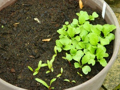 An example of over-planting of vegetables in a container