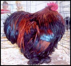 Partridge Cochin Rooster