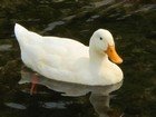 Pekin duck thumbnail