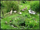 A permaculture set up.