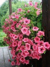 petunias for window boxes