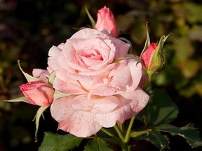 A full blown pink rose and 3 buds.