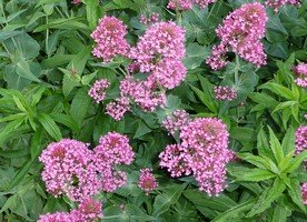 pink valerian