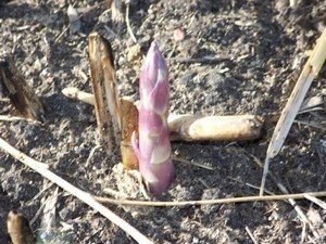 asparagus spears coming through the soil