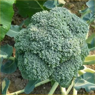 Broccoli ready to be harvested