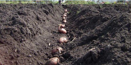 Planting seed potatoes.