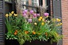 Planting window boxes thumbnail