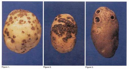 3 examples of potato scab.