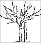 Planting pruning fruit trees thumbnail