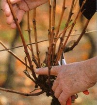 pruning grapes