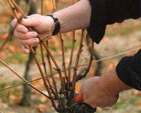 pruning grape canes