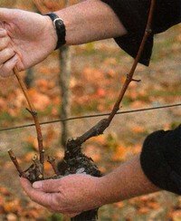 pruning grapes the last 2 canes