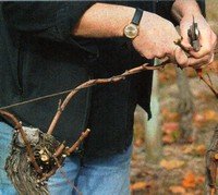pruning grapes tying canes