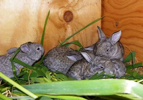 baby Flemish Giant rabbits huddled together in their hutch