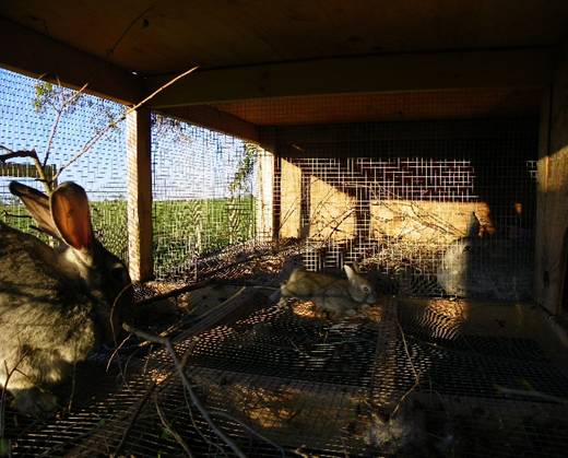 rabbit cages housing a doe and her kittens