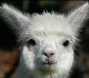 Alpaca farming thumbnail