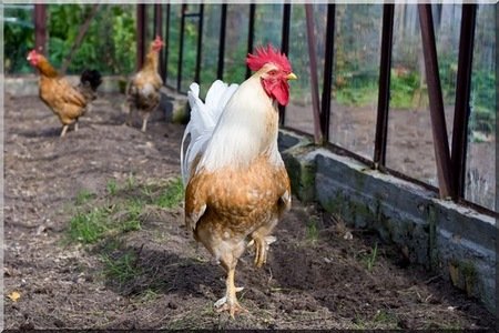 raising chickens