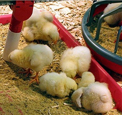 Feeding baby chickens