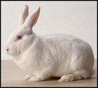 Breeding rabbits thumbnail