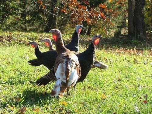 raising turkeys on pasture grass
