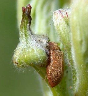 raspberry beetle
