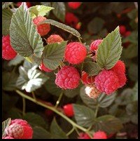 a raspberry plant with the leave and berries