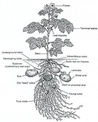A diagram showing how potatoes grow