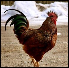 Rhode Island Red